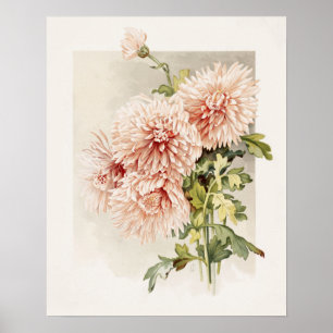 Elegant Blush Pink Vintage Chryanthemums Poster