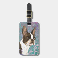 Elegant Boston Terrier