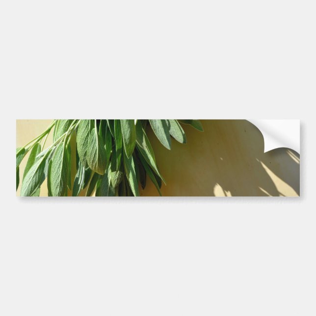 Elegant botanical green herbs leaves sage bumper sticker (Front)