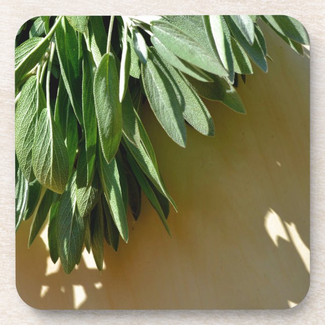 Elegant botanical green herbs leaves sage coaster (Front)