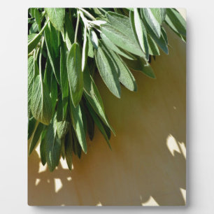Elegant botanical green herbs leaves sage plaque