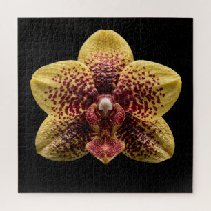 Elegant Botanical Orchid Collection Poster Jigsaw Puzzle
