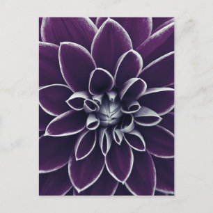 Elegant Botanical Purple Flower Postcard