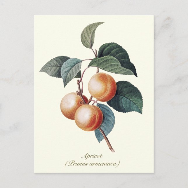 Elegant Botanical Vintage Apricot Fruit Postcard (Front)