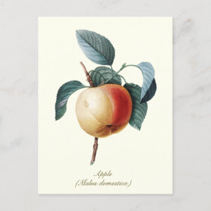 Elegant Botanical Vintage Apricot Fruit Postcard