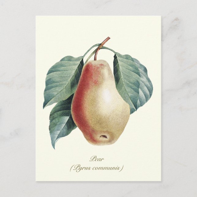 Elegant Botanical Vintage Pear Fruit Postcard (Front)