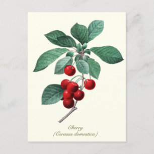 Elegant Botanical Vintage Sweet Red Cherry Fruit Postcard