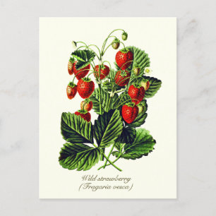 Elegant Botanical Vintage Wild Strawberry Fruit Postcard