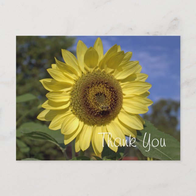 Elegant, bright summer yellow sunflower thank you postcard (Front)