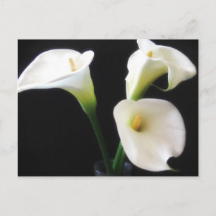 Elegant Calla Lily Flowers 12 Postcard