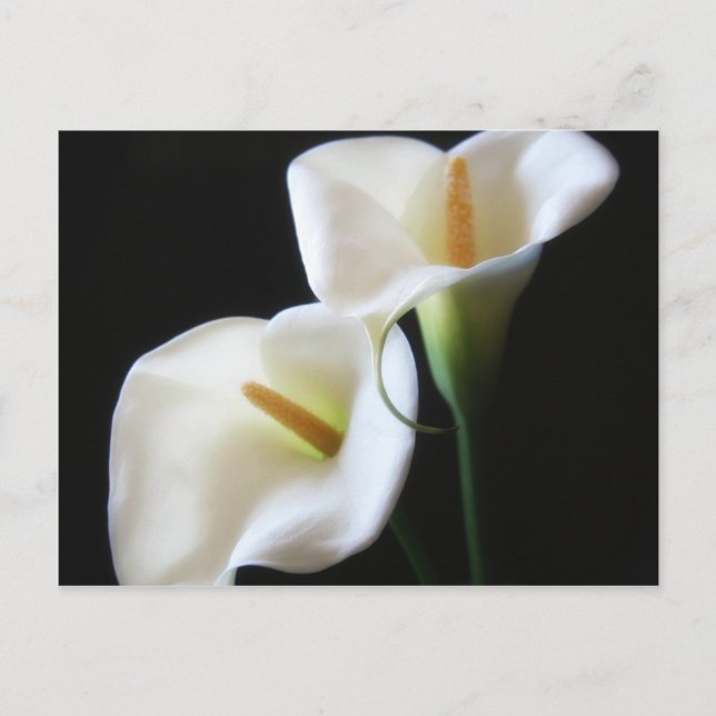 Elegant Calla Lily Flowers 13 Postcard (Front)