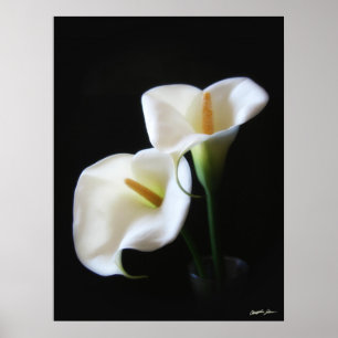 Elegant Calla Lily Flowers 13 Poster