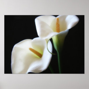 Elegant Calla Lily Flowers 13 Poster
