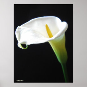 Elegant Calla Lily Flowers 15 Poster
