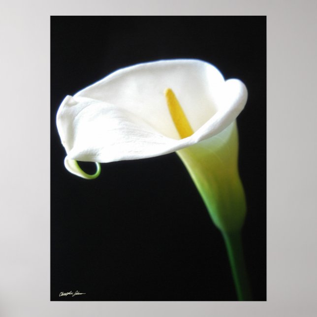 Elegant Calla Lily Flowers 15 Poster (Front)