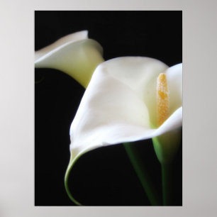 Elegant Calla Lily Flowers 16 Poster