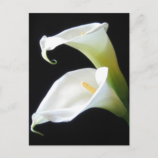 Elegant Calla Lily Flowers 8 Postcard (Front)