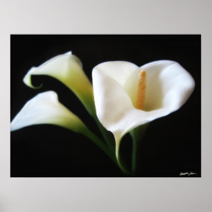 Elegant Calla Lily Flowers 9 Poster