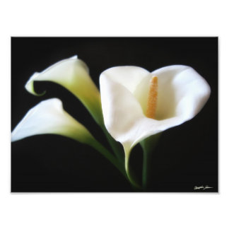 Elegant Calla Lily Flowers 9 Print