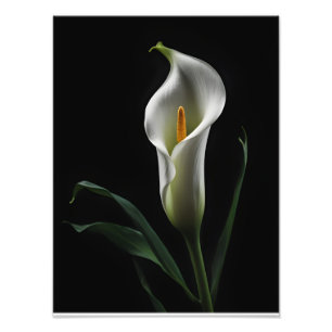 Elegant Calla Lily on Black Background Photo Print