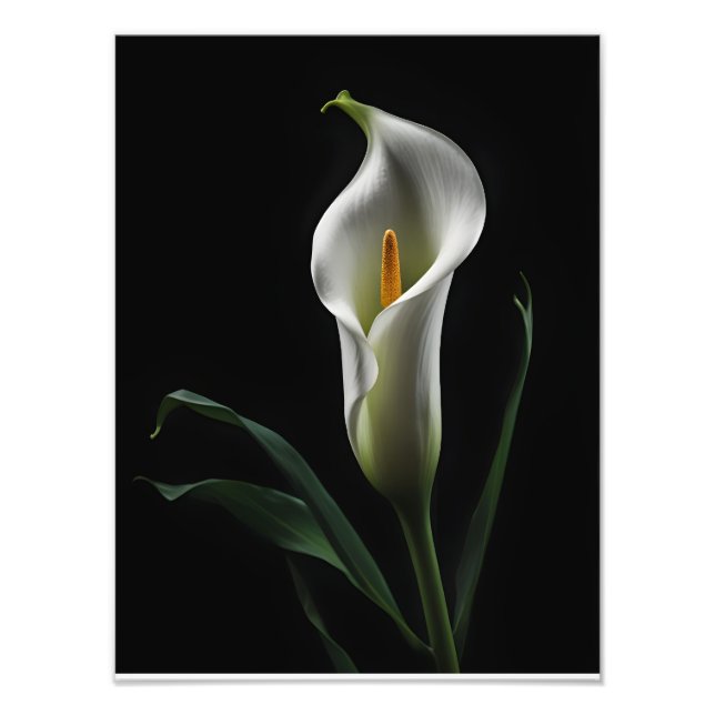 Elegant Calla Lily on Black Background Photo Print (Front)