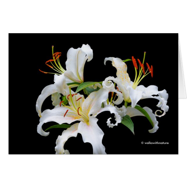 Elegant Casablanca White Oriental Lilies (Front Horizontal)