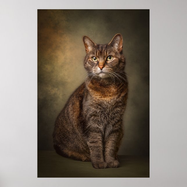 Elegant Cat Studio Portrait Poster (Front)