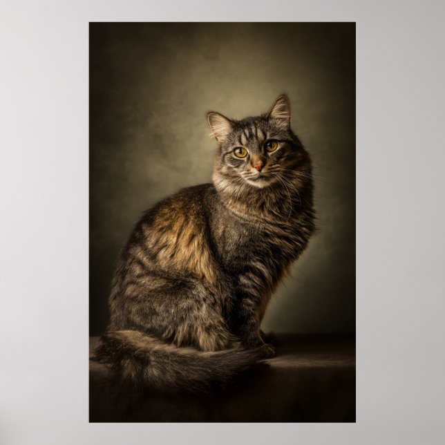 Elegant Cat Studio Portrait Poster (Front)