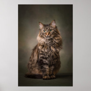 Elegant Cat Studio Portrait Poster