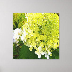 Elegant Chartreuse Green Limelight Hydrangea Canvas Print