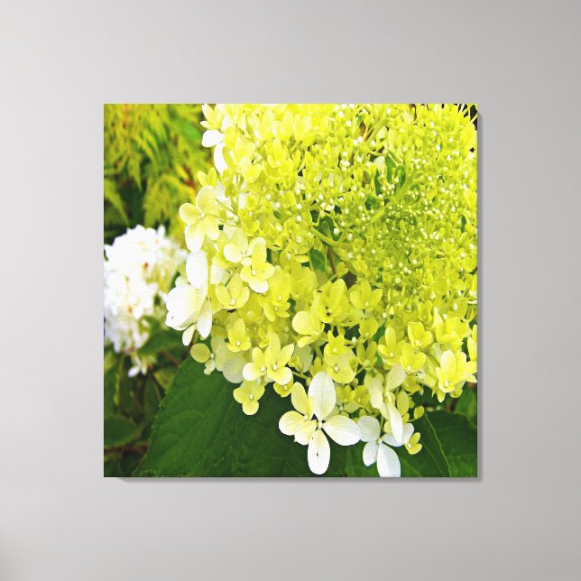 Elegant Chartreuse Green Limelight Hydrangea Canvas Print (Front)