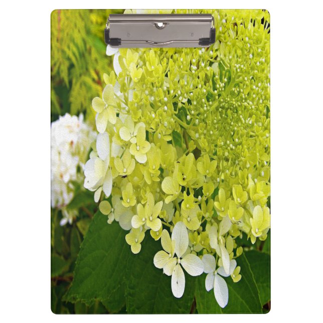 Elegant Chartreuse Green Limelight Hydrangea Clipboard (Front)