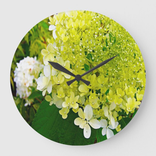 Elegant Chartreuse Green Limelight Hydrangea Large Clock (Front)