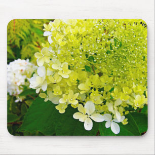 Elegant Chartreuse Green Limelight Hydrangea Mouse Mat