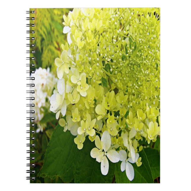 Elegant Chartreuse Green Limelight Hydrangea Notebook (Front)