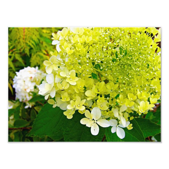 Elegant Chartreuse Green Limelight Hydrangea Photo Print (Front)