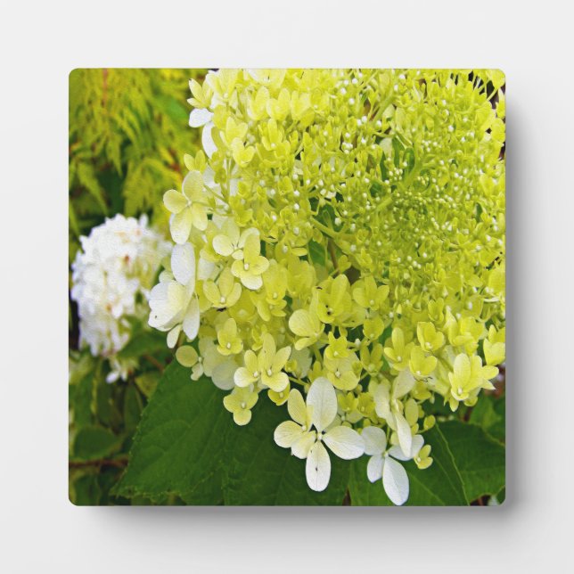 Elegant Chartreuse Green Limelight Hydrangea Plaque (Front)