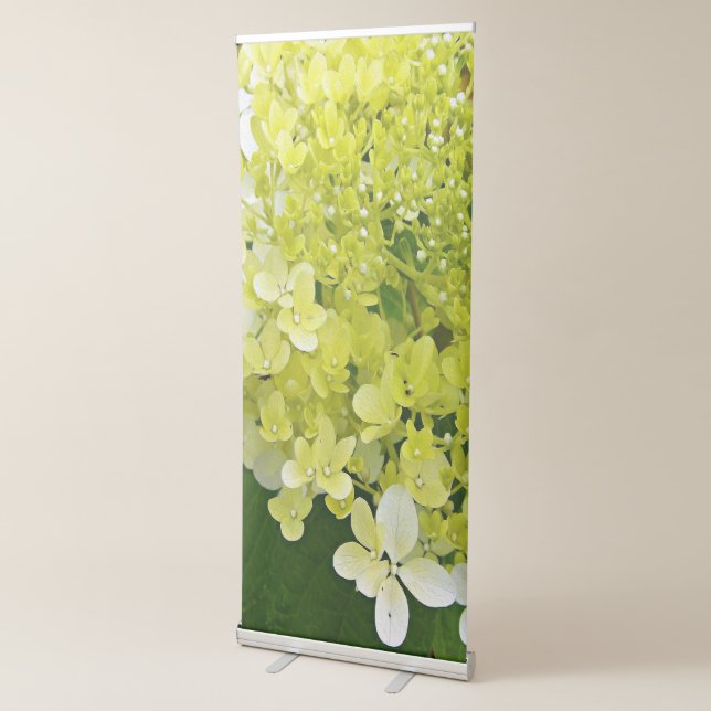 Elegant Chartreuse Green Limelight Hydrangea Retractable Banner (3/4)