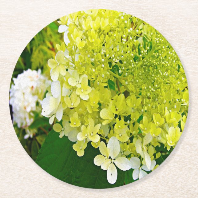 Elegant Chartreuse Green Limelight Hydrangea Round Paper Coaster (Front)