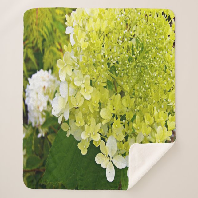 Elegant Chartreuse Green Limelight Hydrangea Sherpa Blanket (Front)