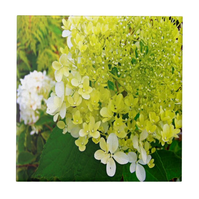 Elegant Chartreuse Green Limelight Hydrangea Tile (Front)
