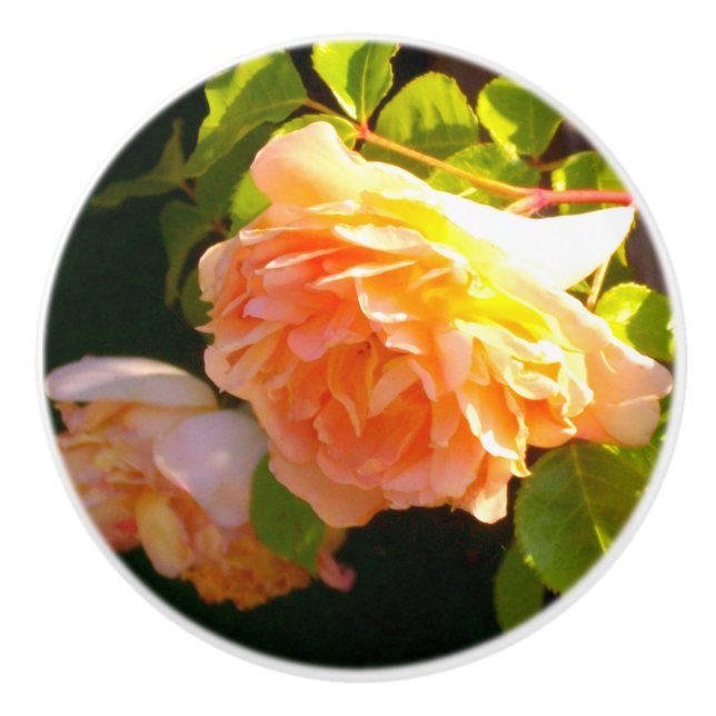 Elegant classic orange peach roses floral ceramic knob (Front)