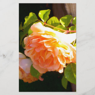 Elegant classic orange peach roses floral stationery