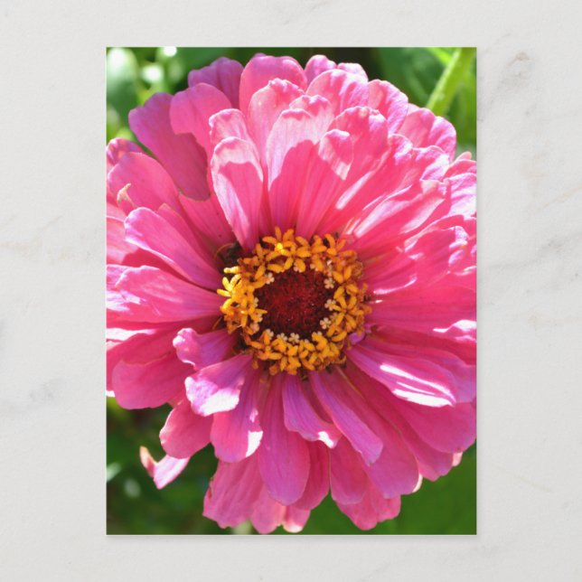 Elegant classic pink floral flower mum daisy postcard (Front)