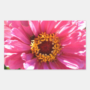 Elegant classic pink floral flower mum daisy rectangular sticker