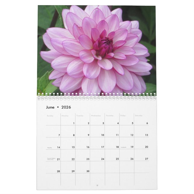 Elegant Colourful Dahlias Botanical Calendar (Jun 2026)