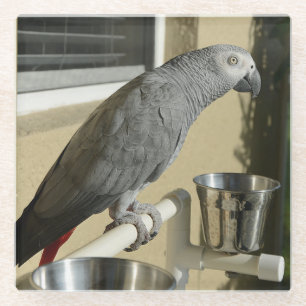 Elegant Congo African Grey Parrot on Stand Glass Coaster