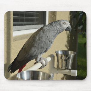 Elegant Congo African Grey Parrot on Stand Mouse Mat