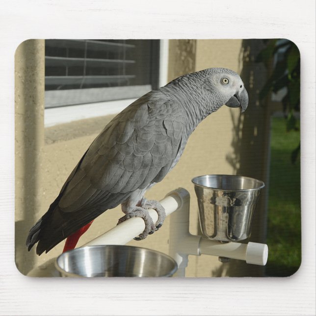 Elegant Congo African Grey Parrot on Stand Mouse Mat (Front)