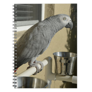 Elegant Congo African Grey Parrot on Stand Notebook